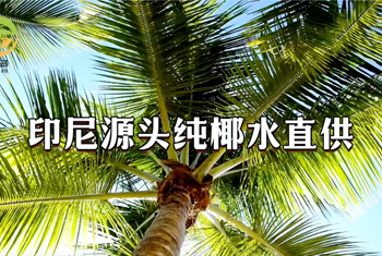 印尼源头纯椰水直供