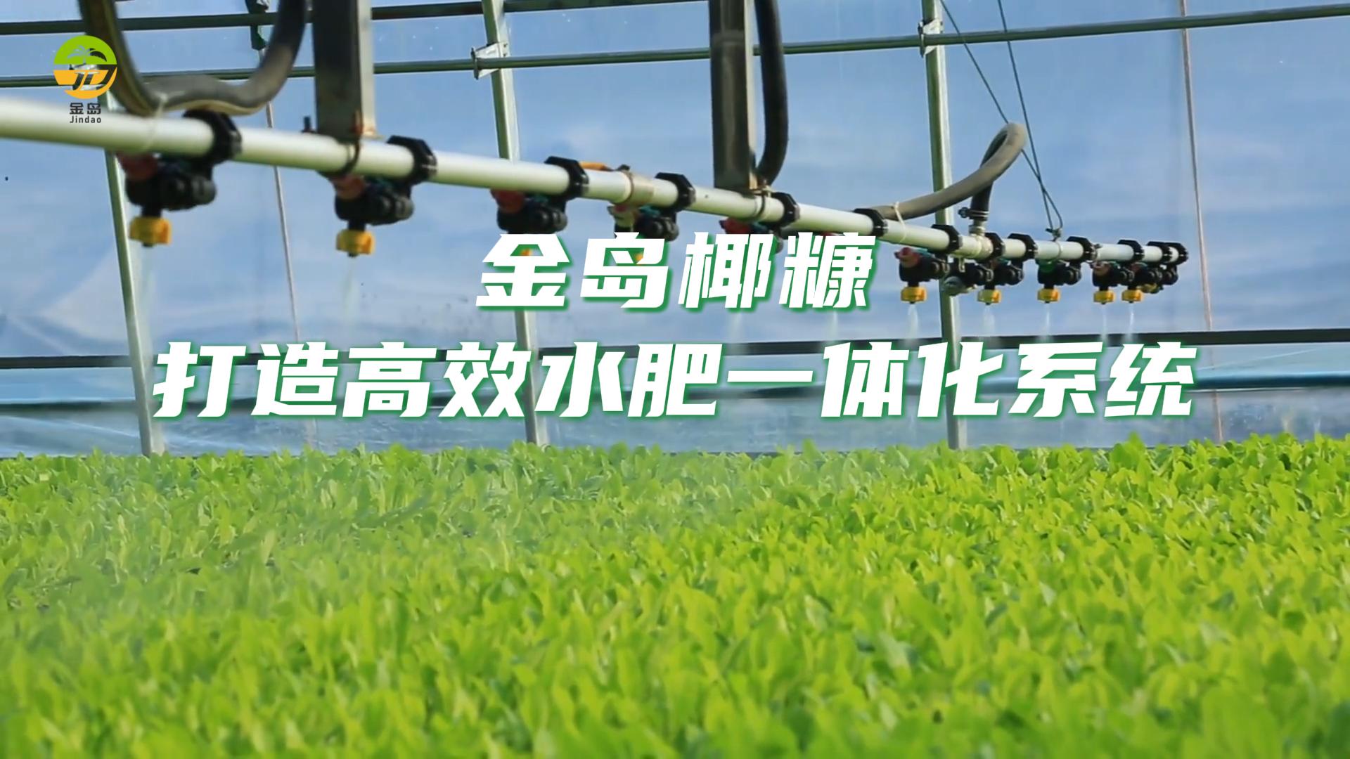 金岛十余年专注椰糠基质