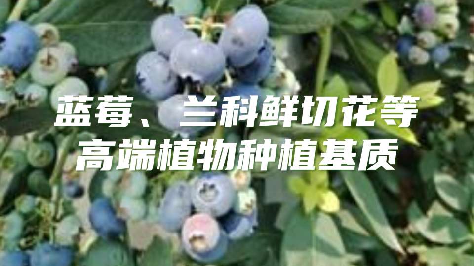 金岛椰壳块可用于高端种植
