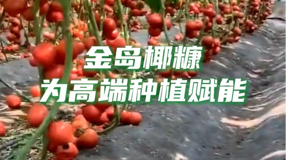 椰糠正驱动种植革新