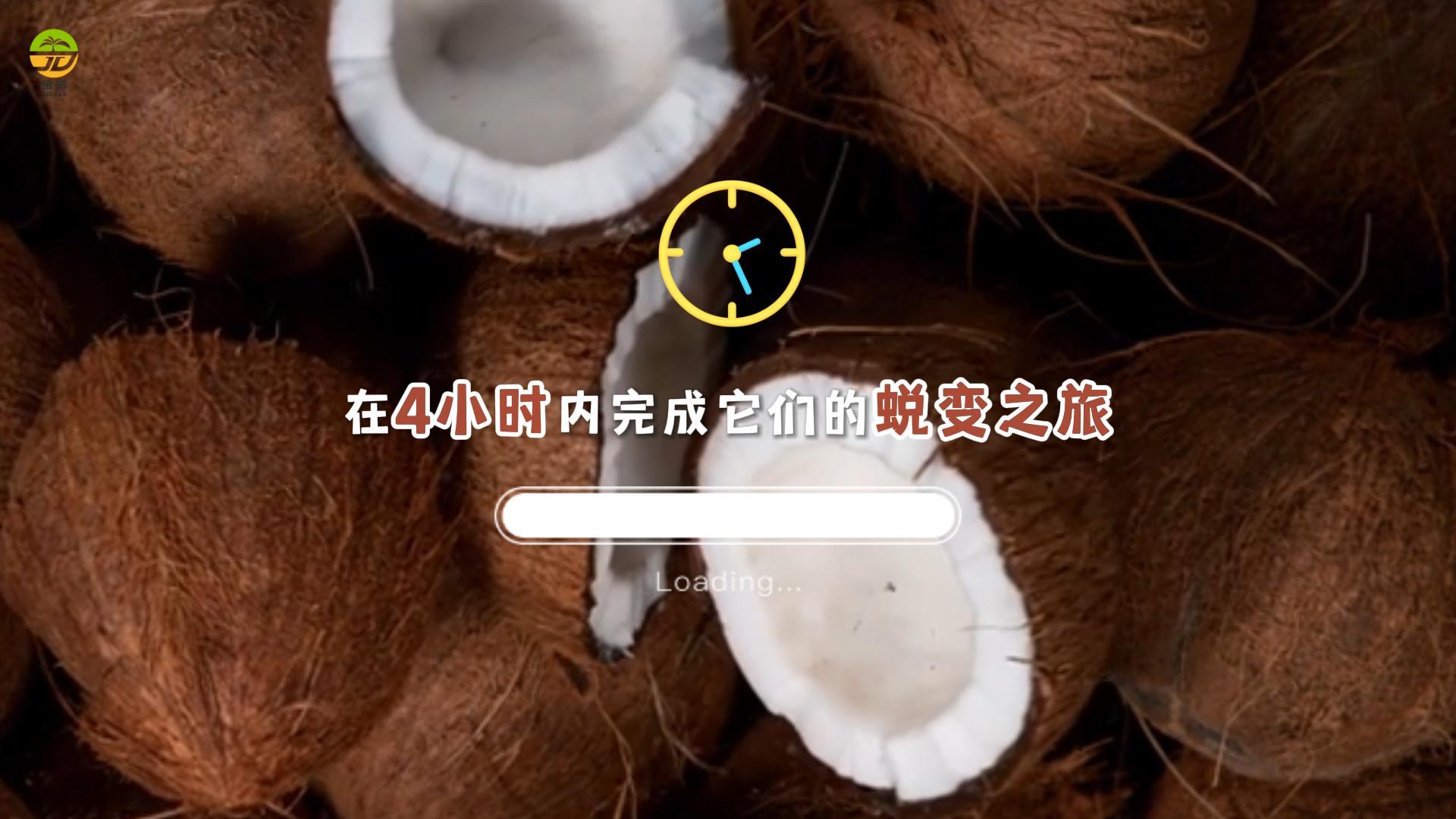 在美娜多岛，一颗新鲜椰子4小时就可以在KAWANUA工厂完成