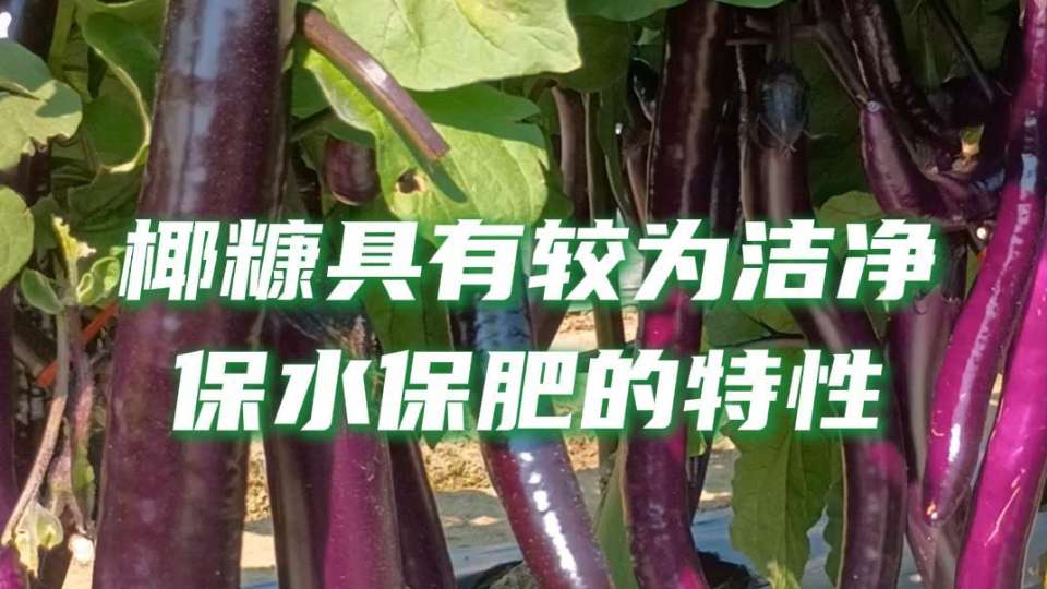 椰糠的特性适配许多品种作物种植