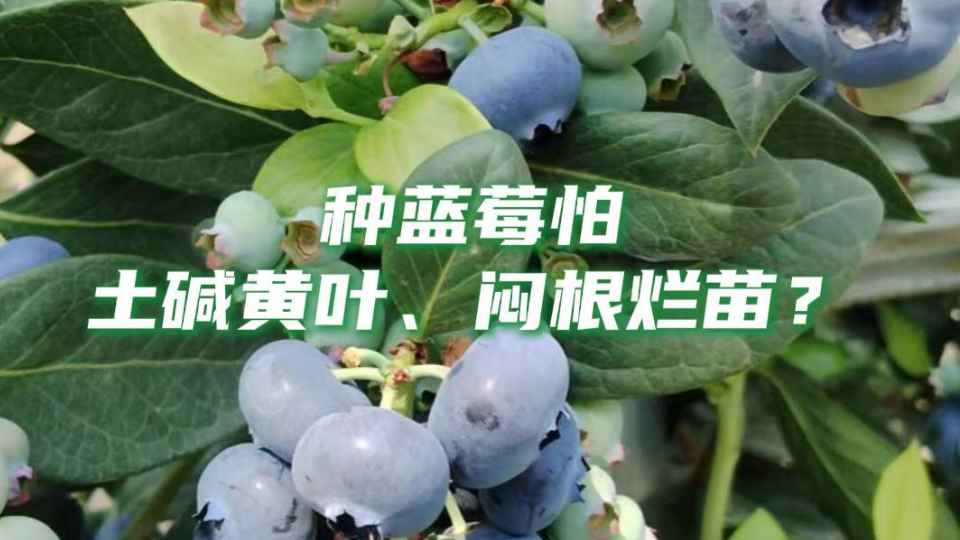种植蓝莓用椰糠可以解决不少麻烦
