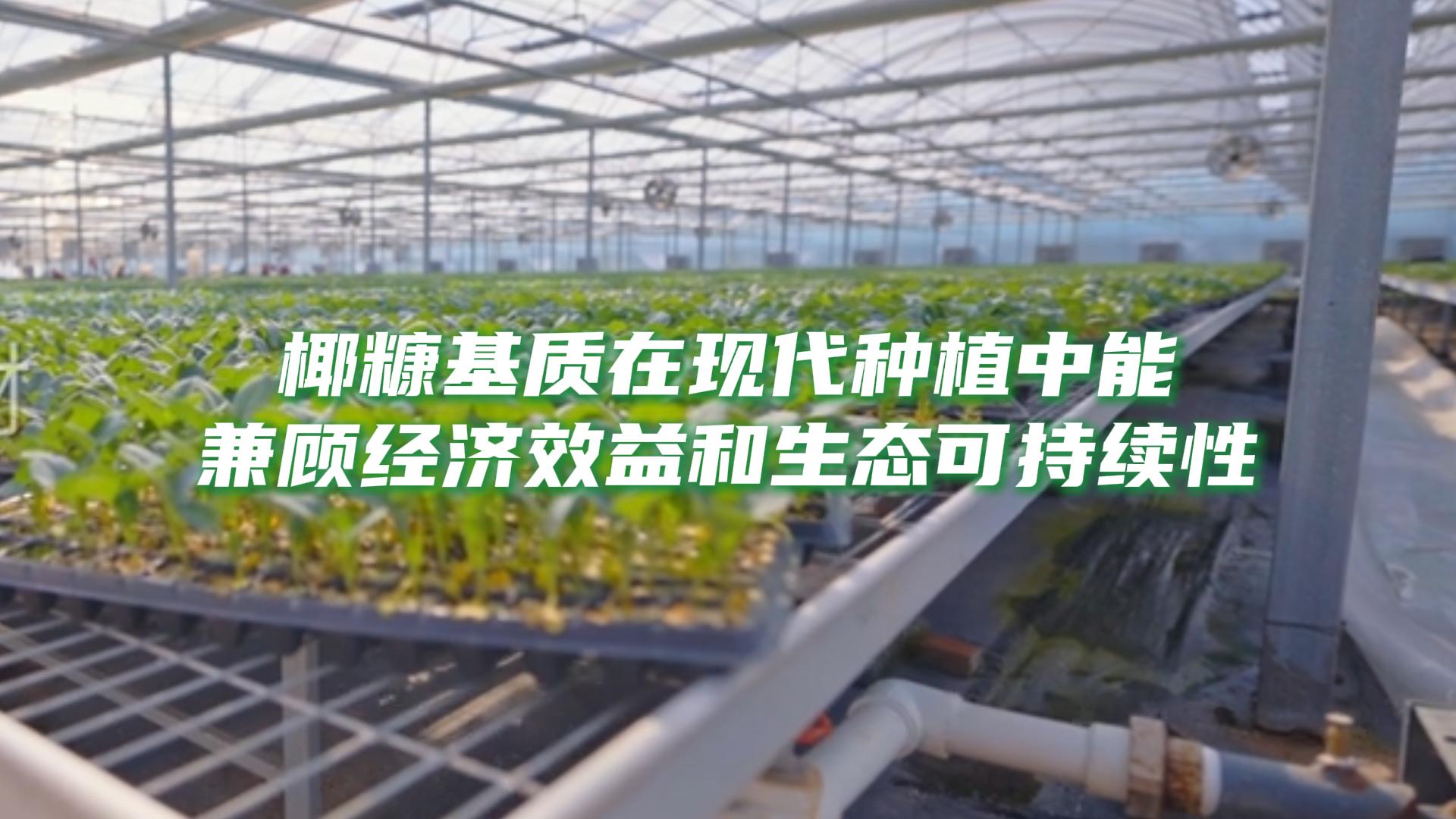 椰糠基质与现代化种植