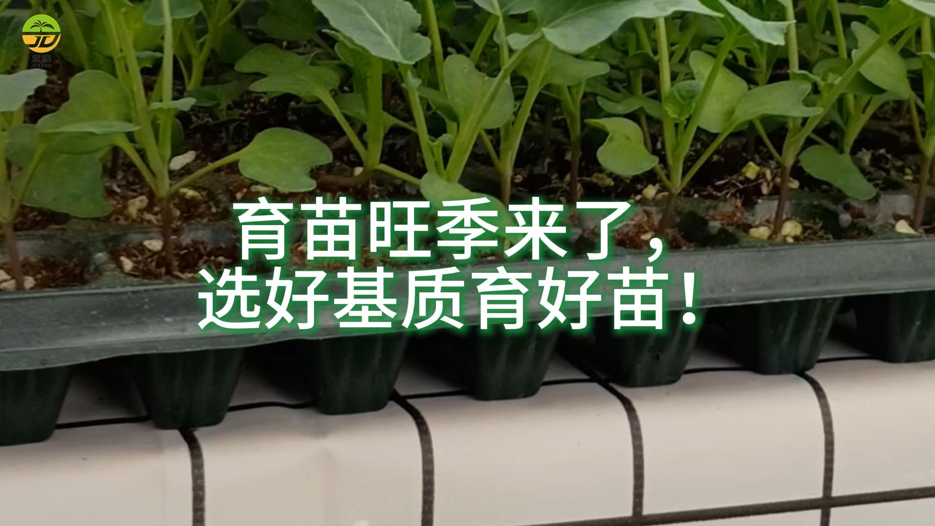 选好基质育好苗丰收年年好