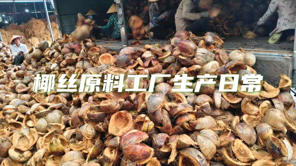 带你揭秘椰丝原料工厂的生产日常