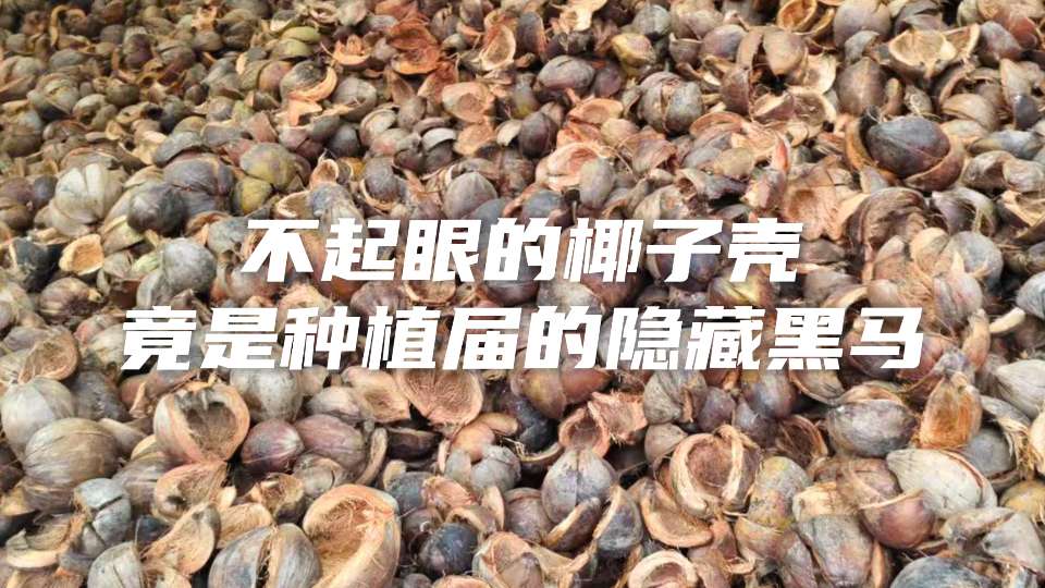 种植的隐藏黑马