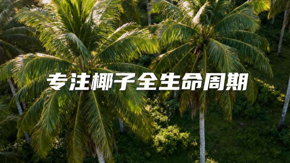 做椰产业，我们比别人多走一步